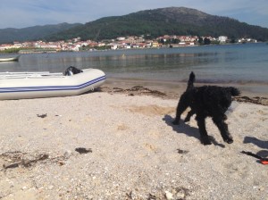 Bella going mental on the beach