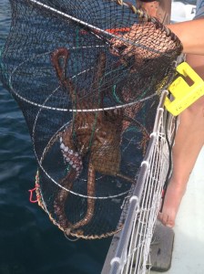 Trying to get him out!